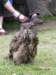 bartkowaposadkowa2011257_small.jpg