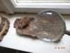 dsc00066_small.jpg