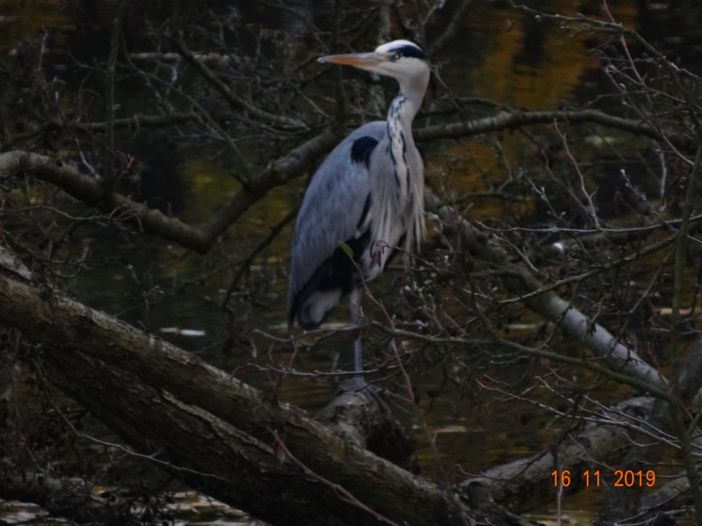 dsc00084.jpg