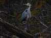 dsc00084_small.jpg