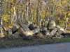 dsc00110_small.jpg
