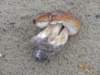 dsc04913_small.jpg