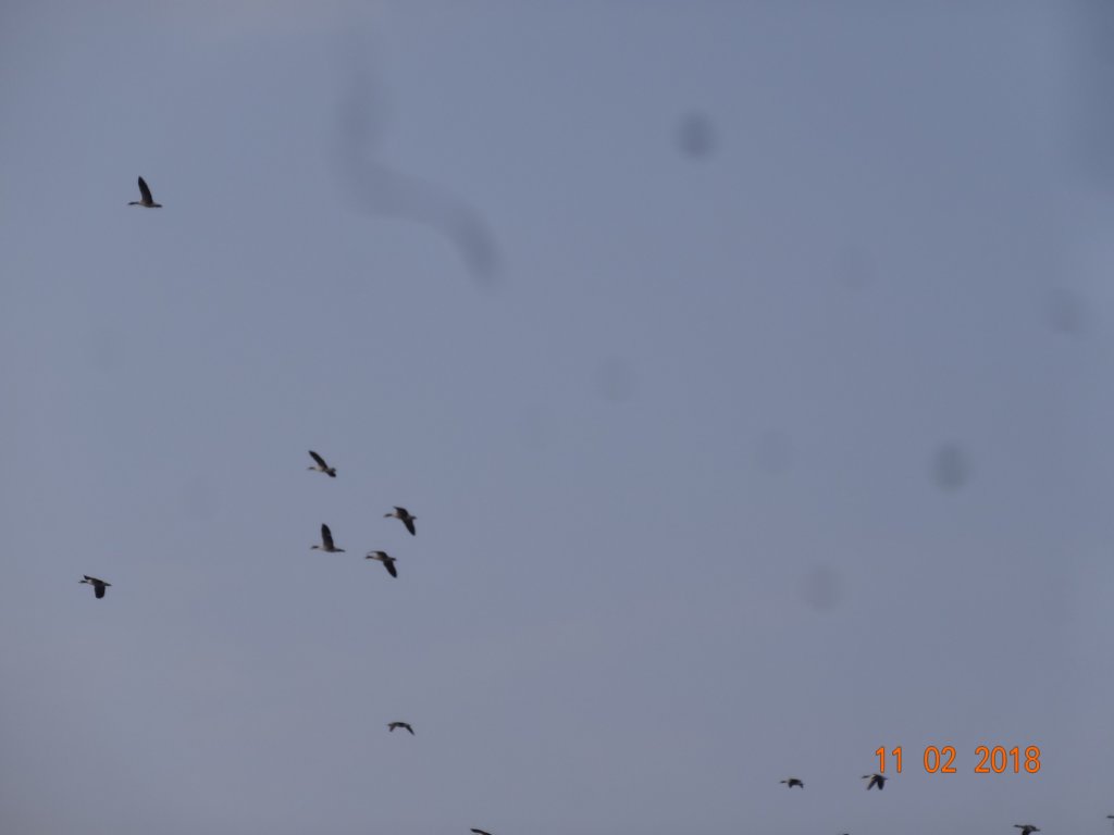 dsc06331.jpg