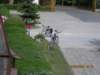 prdocin009_small.jpg